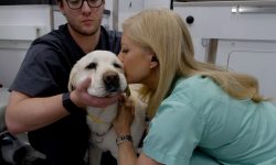 Vet giving dog kiss on the cheek